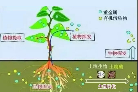 微生物修復技術_土壤修復_土壤治理